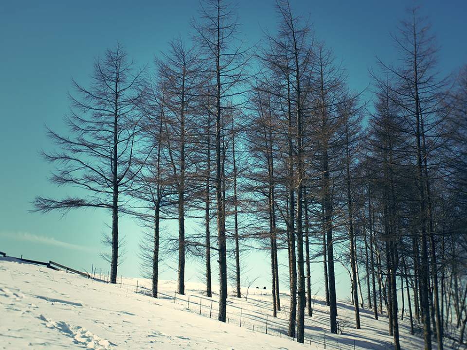 겨울나무