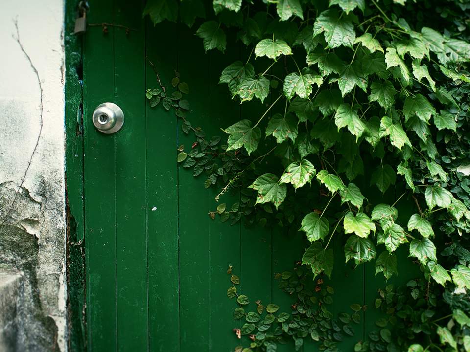 녹색 문