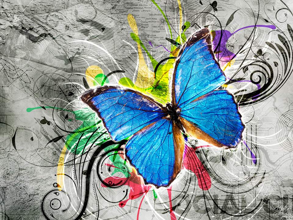 Color Butterfly