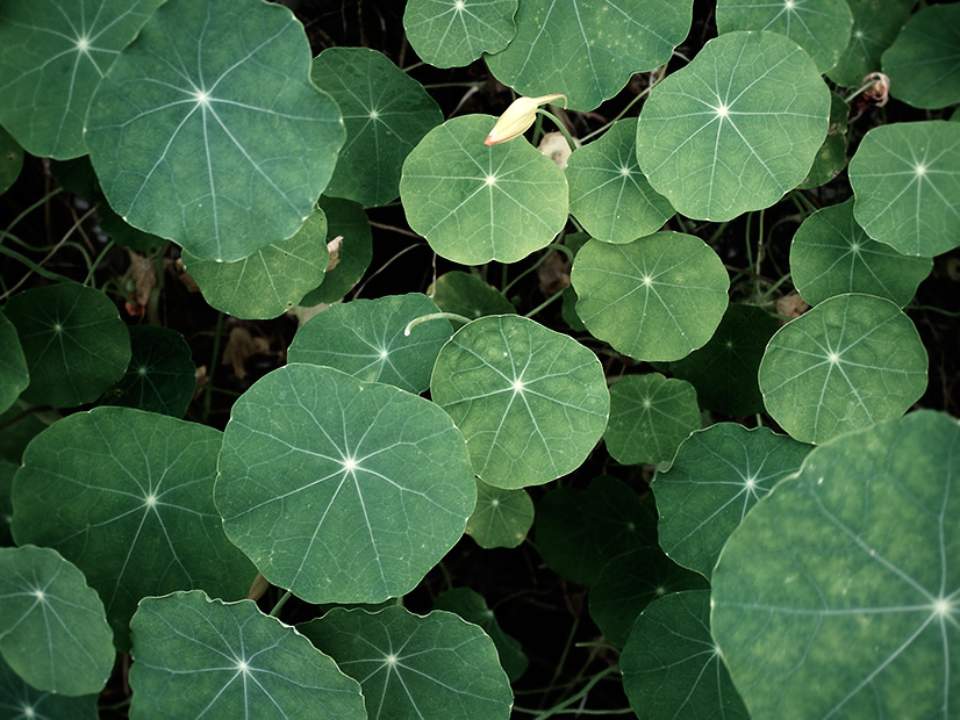 이파리