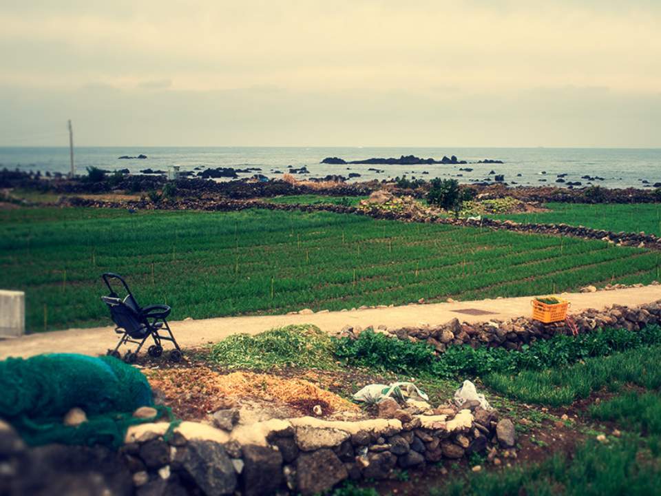밭과 바다