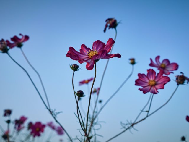 파란하늘과 코스모스
