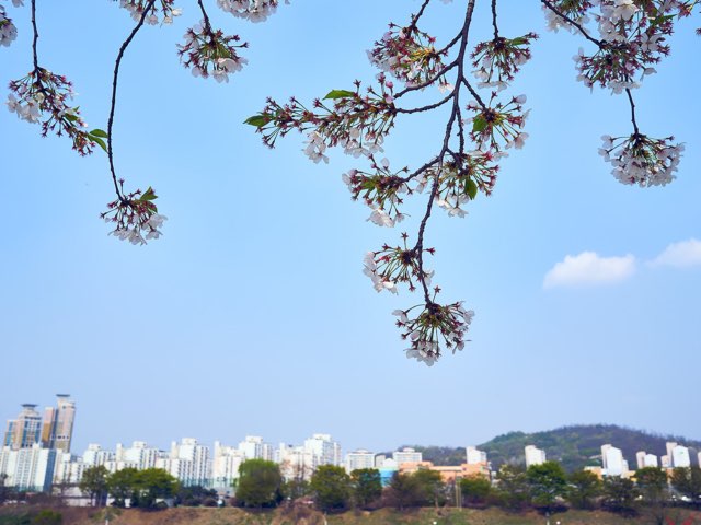 피어나는 벗꽃