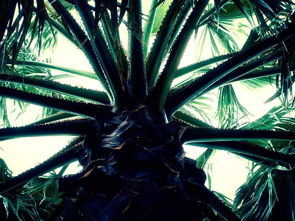 사방으로 뻗어나가는 줄기