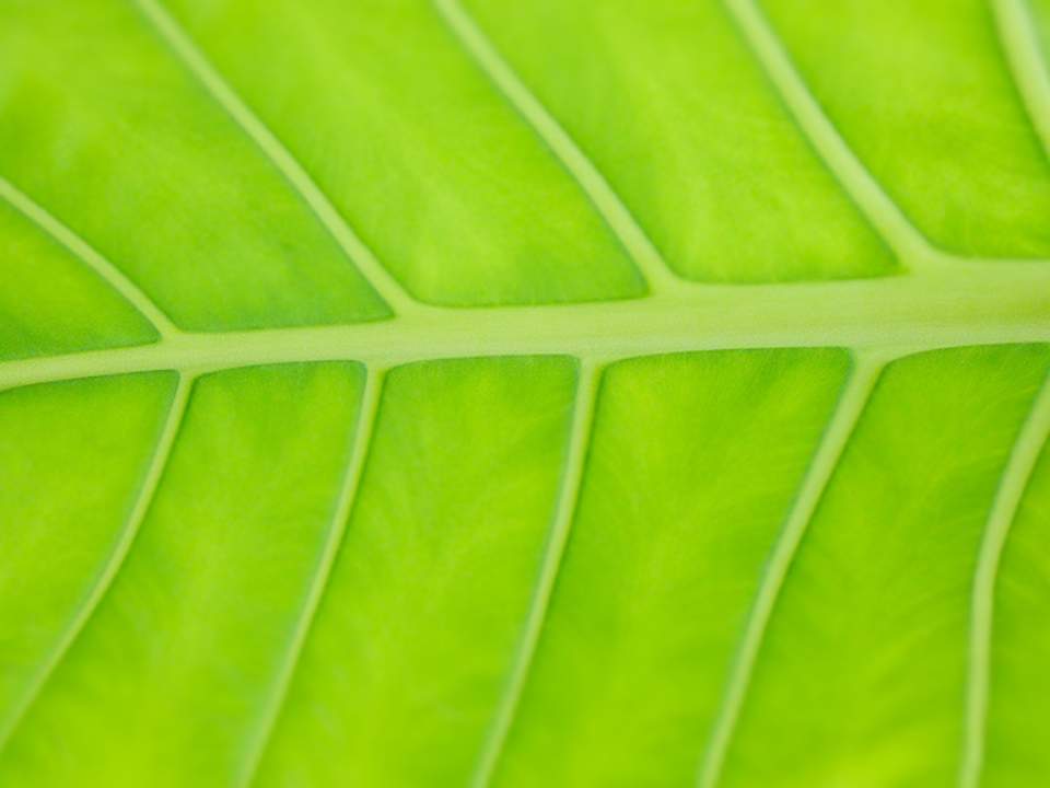줄기