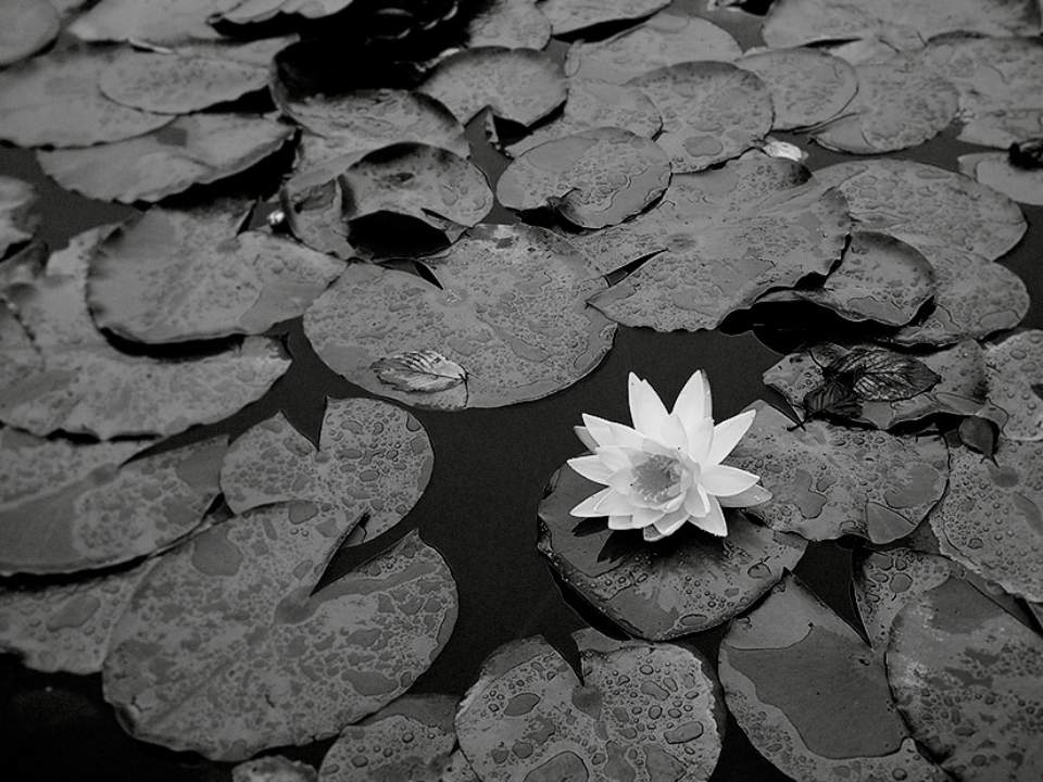 색이없는 연꽃