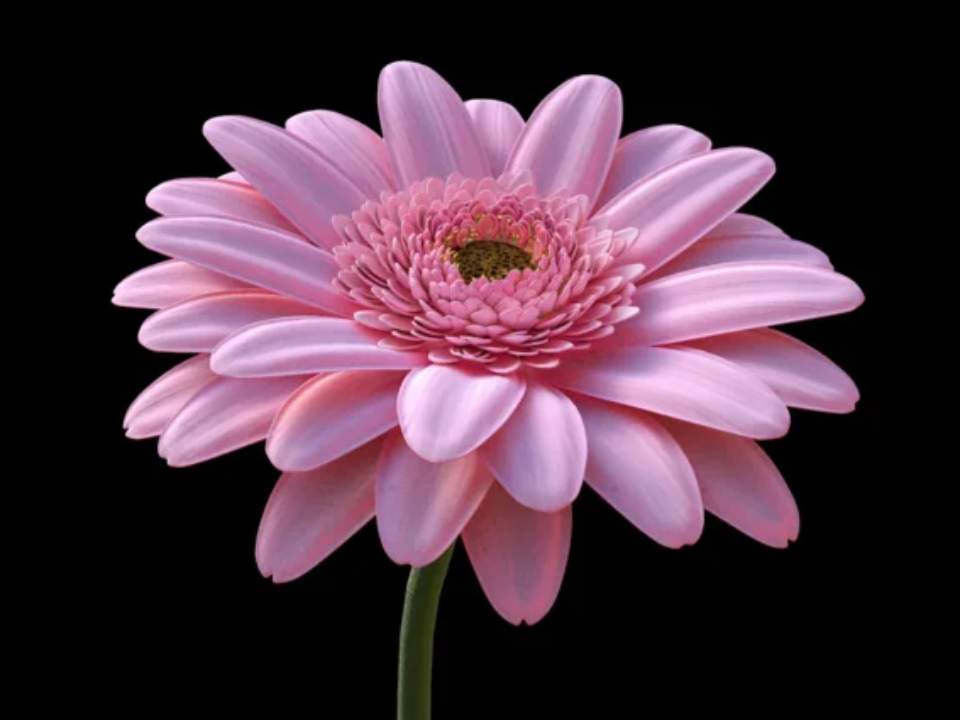 Flower note