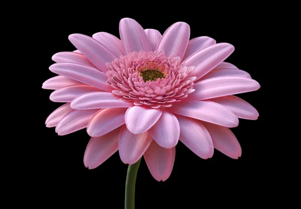 flowerrrr.jpg