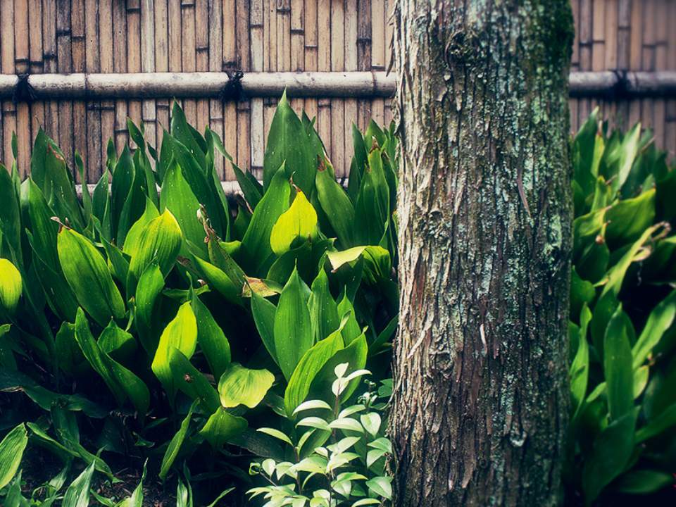 대나무 벽을 배경으로..