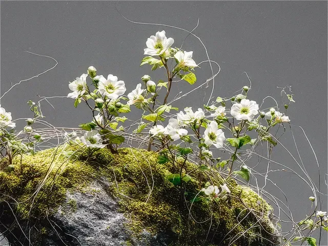Mossy Rock