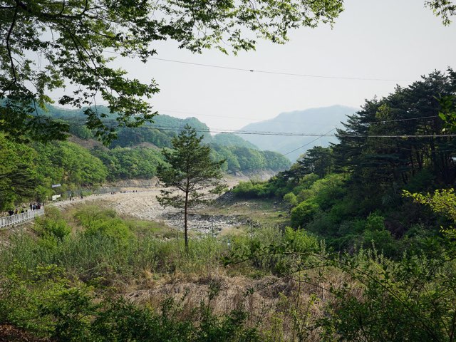 나무 한그루