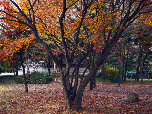 가을의 색