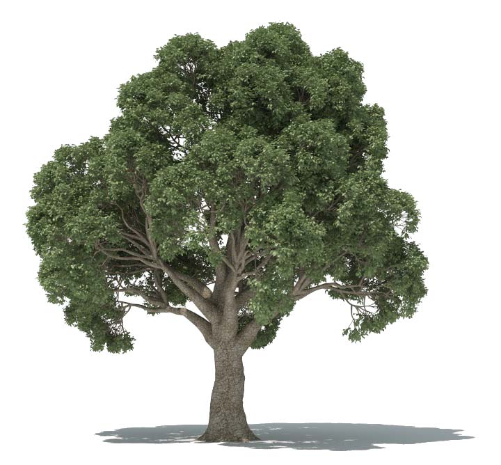 forester-oak-tree.jpg