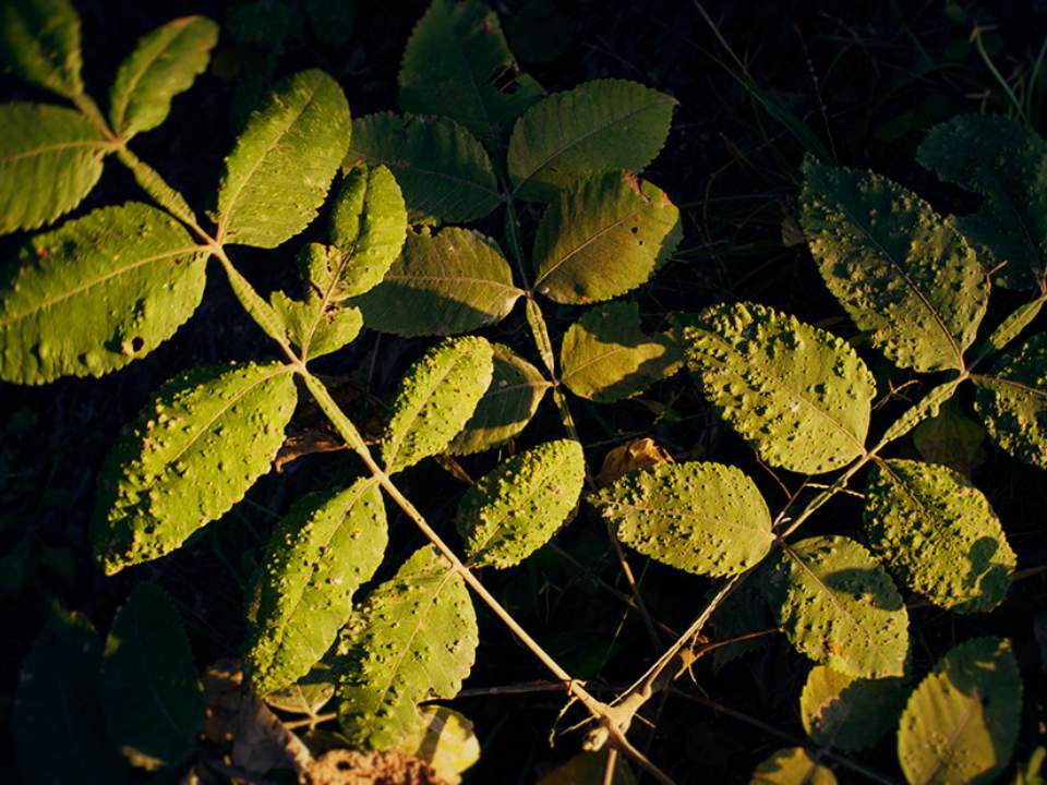 잎