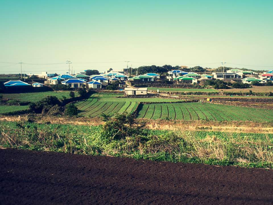 우도에서 본 밭